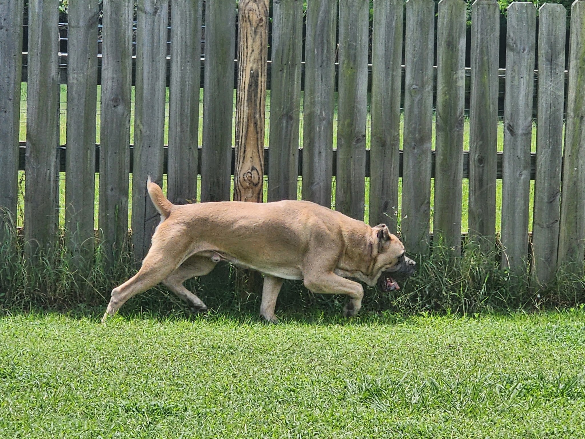 A fawn Cane Corso trotting in an outdoor show ring